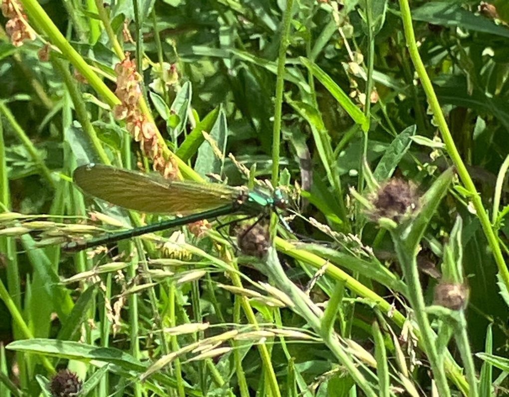 Banded Demoiselle