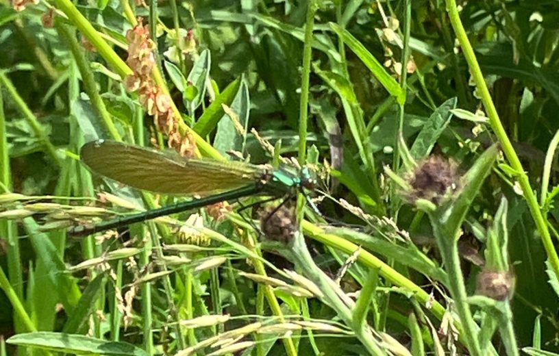 Banded Demoiselle